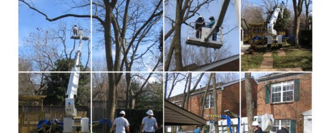 thumbnail of Preaus Tree Care Application_tca